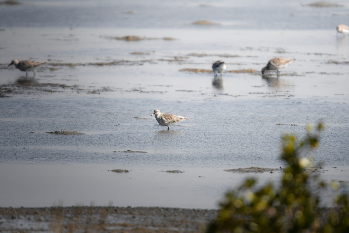 Исландский песочник - ML644794985