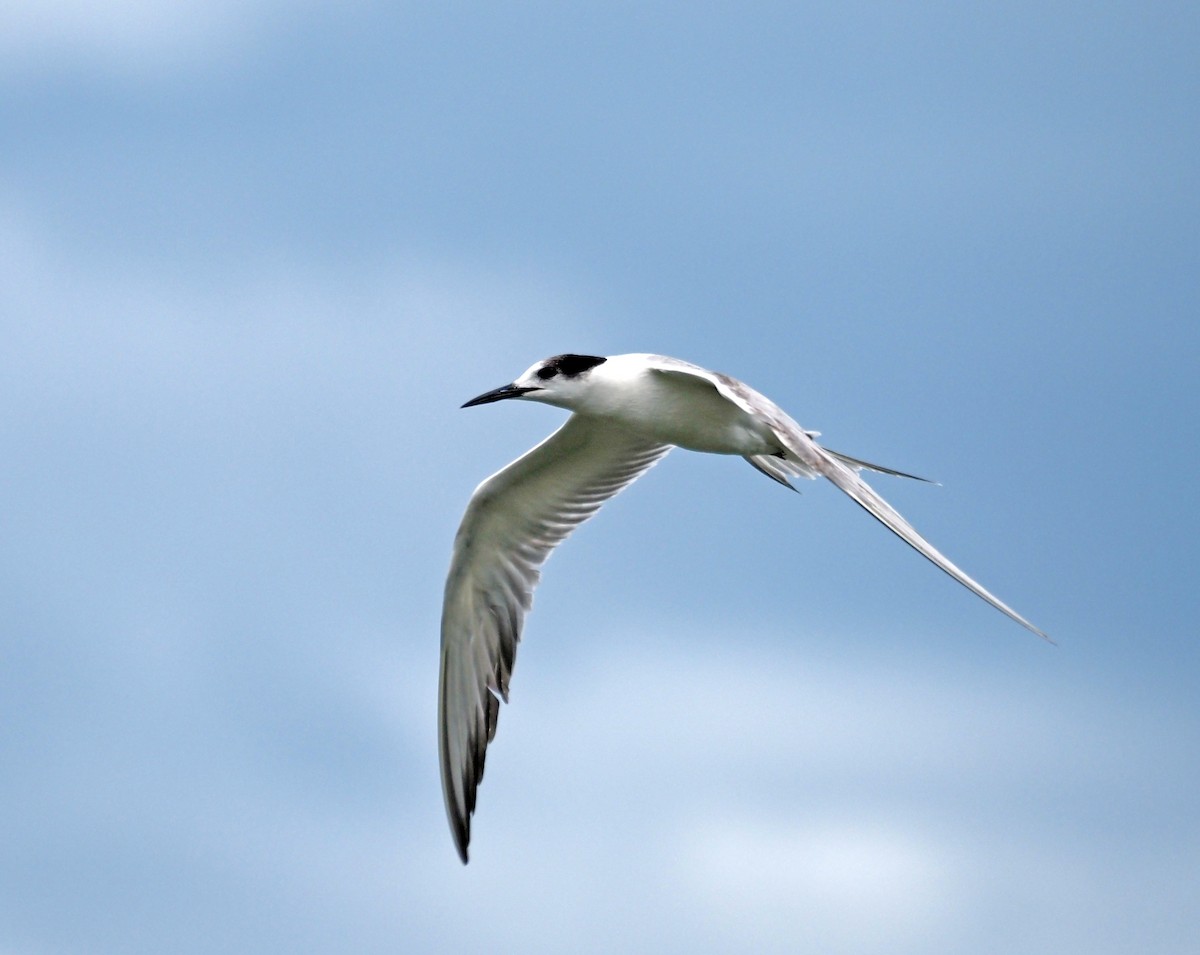 燕鷗 - ML644794987