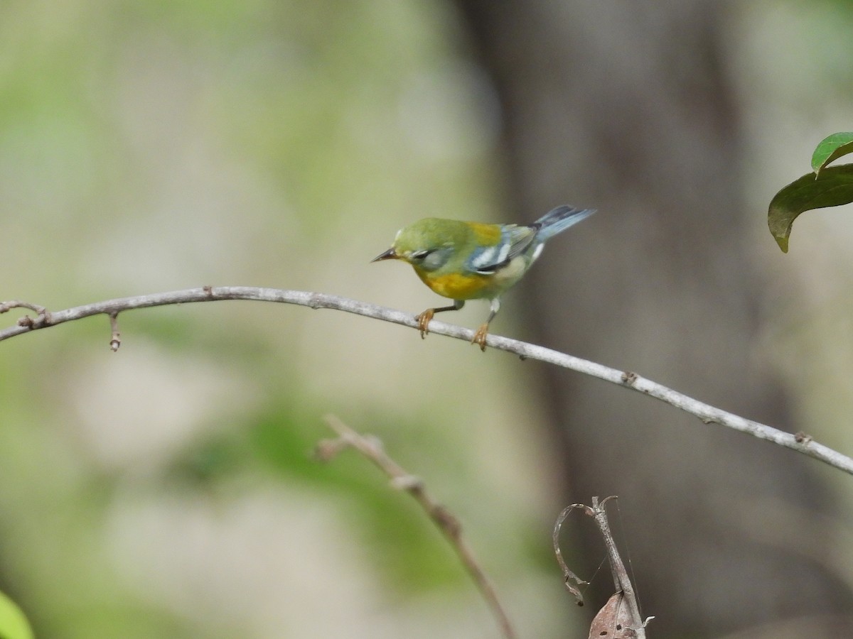 Northern Parula - ML644795001