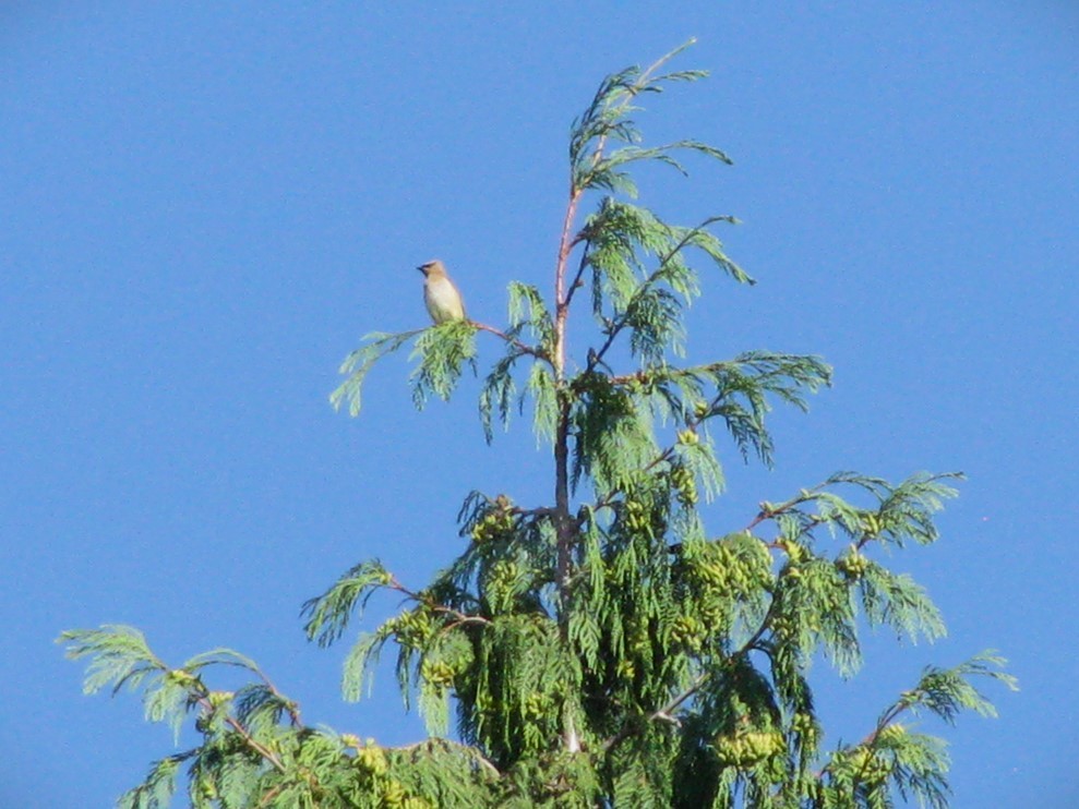 Cedar Waxwing - ML644795002