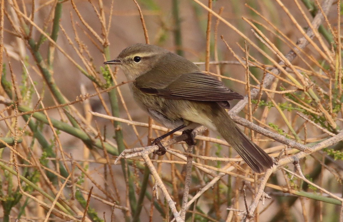 Common Chiffchaff - ML644795003