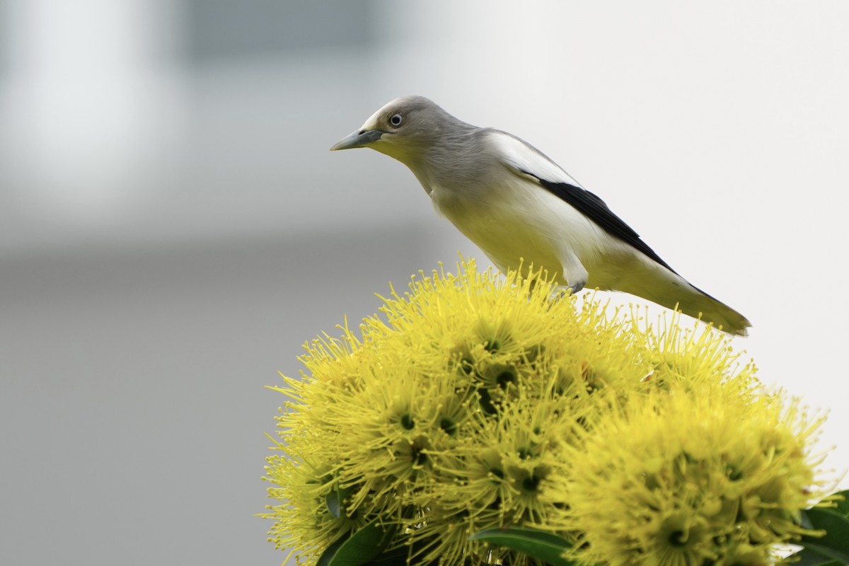 White-shouldered Starling - ML644795007