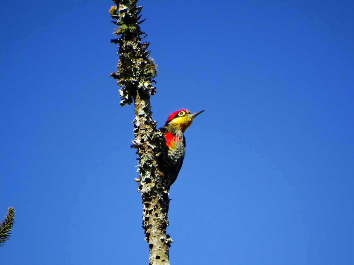 Yellow-fronted Woodpecker - ML644795028