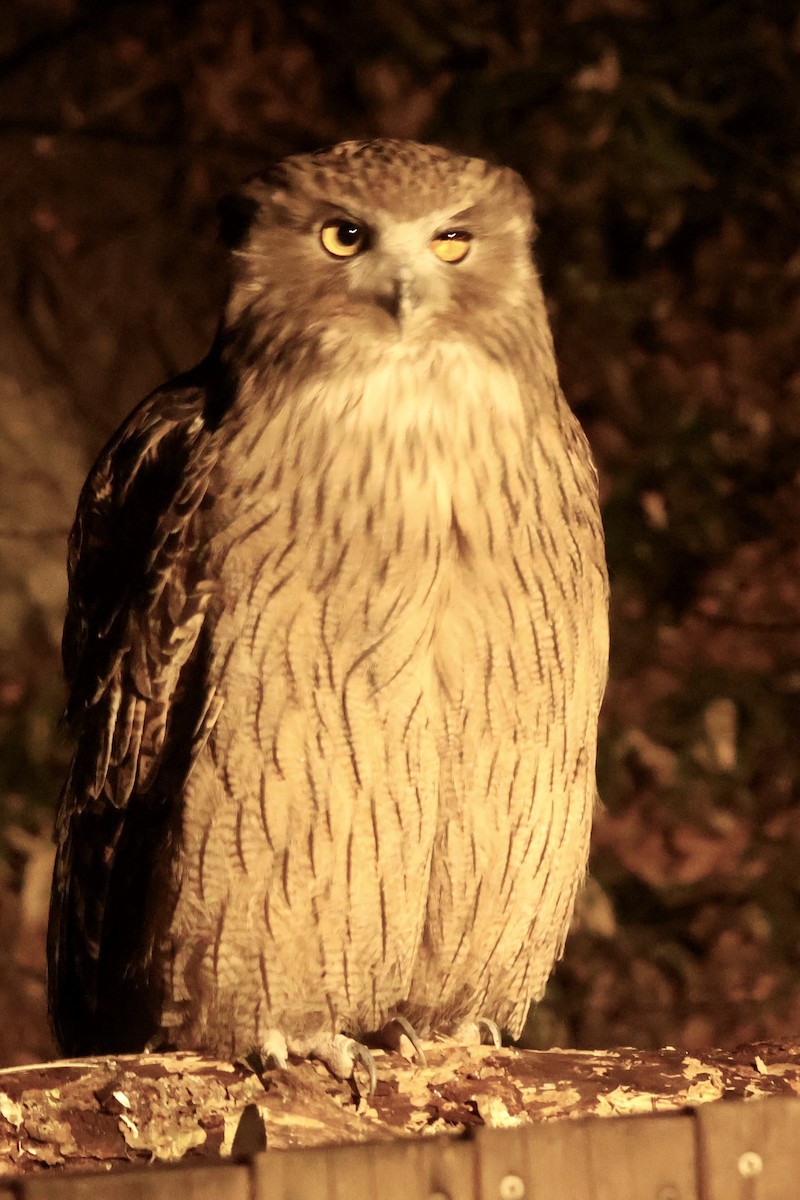 Blakiston's Fish-Owl - ML644795045