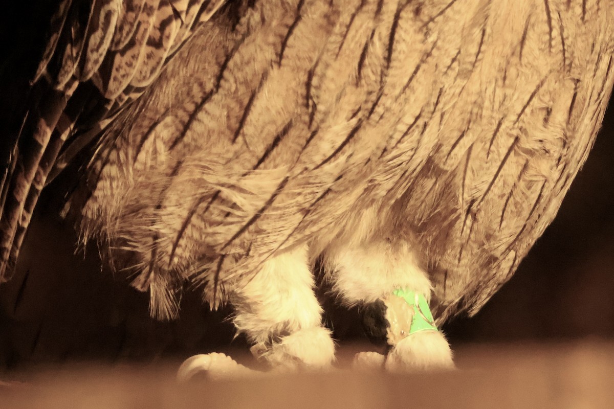 Blakiston's Fish-Owl - ML644795046