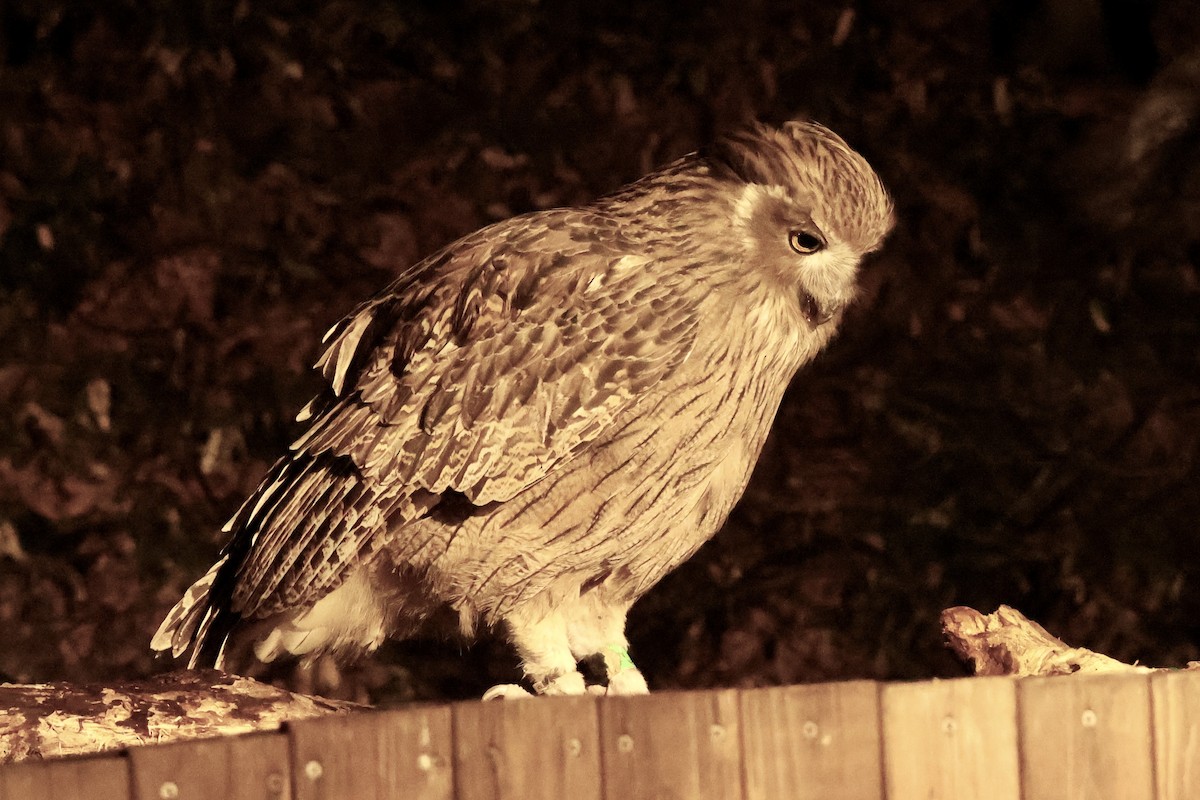 Blakiston's Fish-Owl - ML644795047