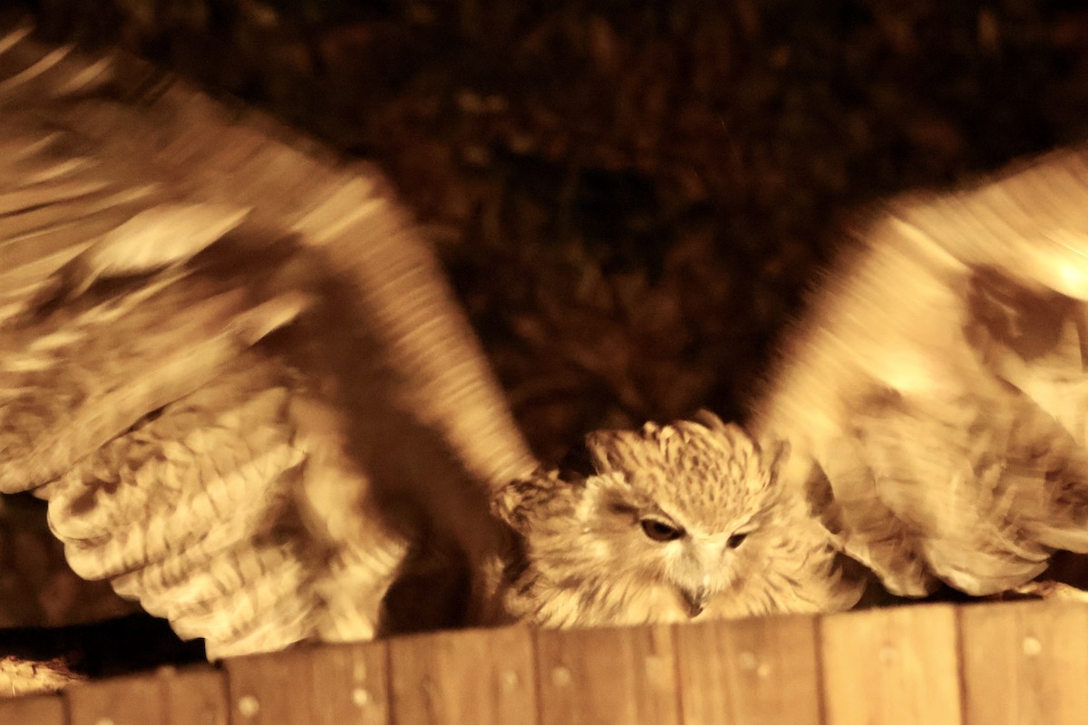 Blakiston's Fish-Owl - ML644795048