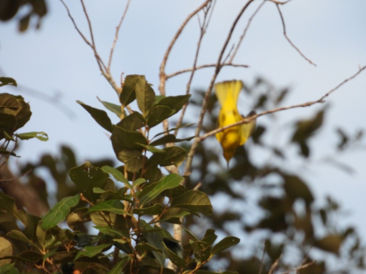 Northern Yellow Warbler - ML644795049