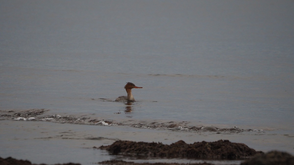 Red-breasted Merganser - ML644795050