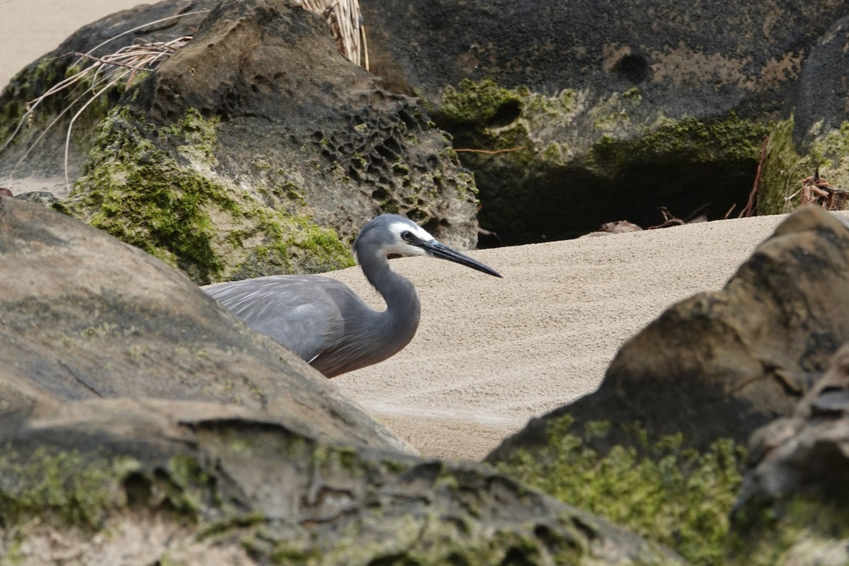 White-faced Heron - ML644795051