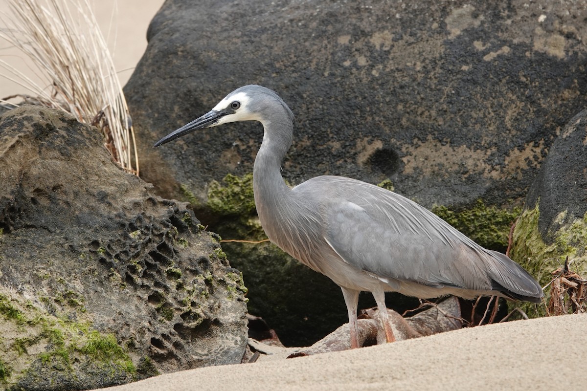 White-faced Heron - ML644795052