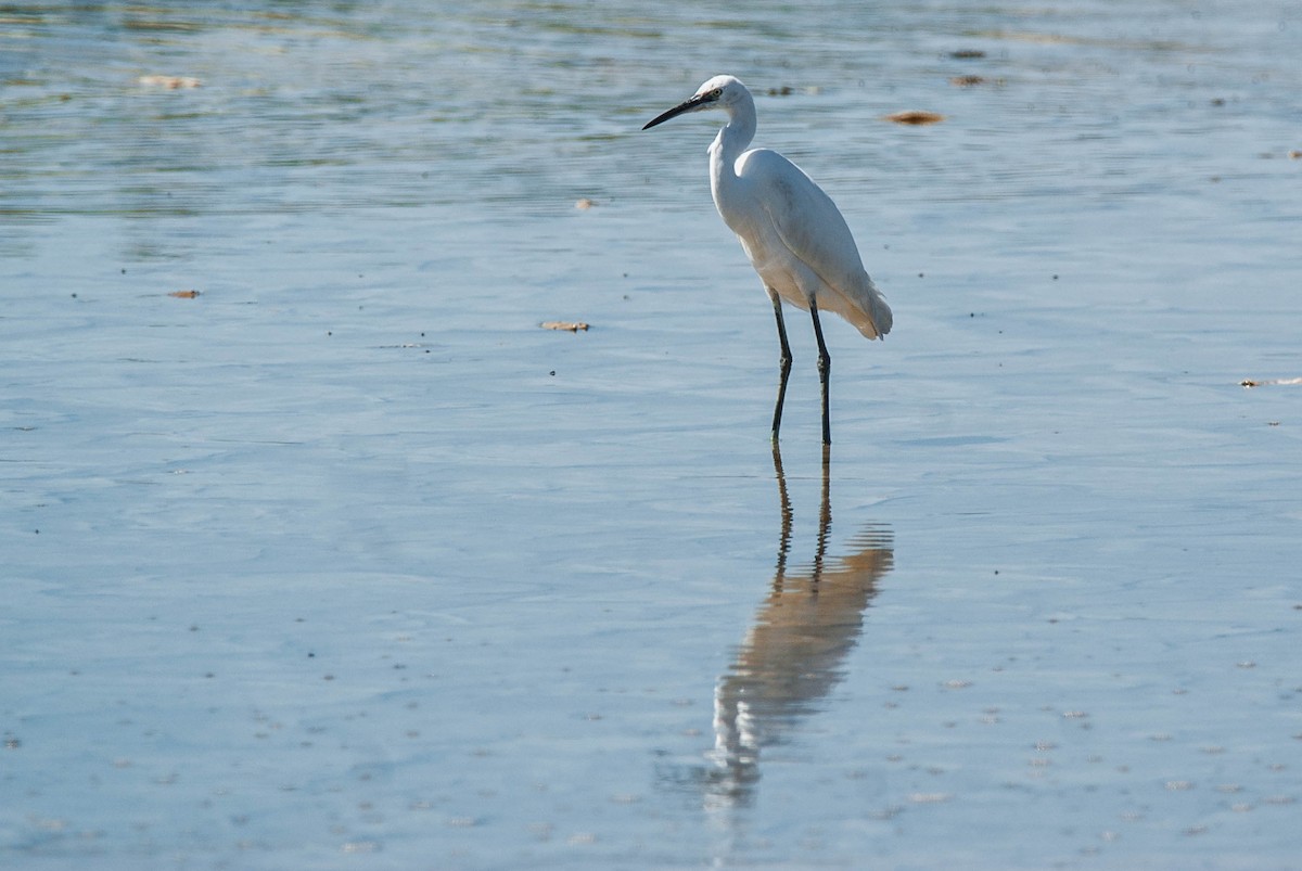 Little Egret - ML644795053