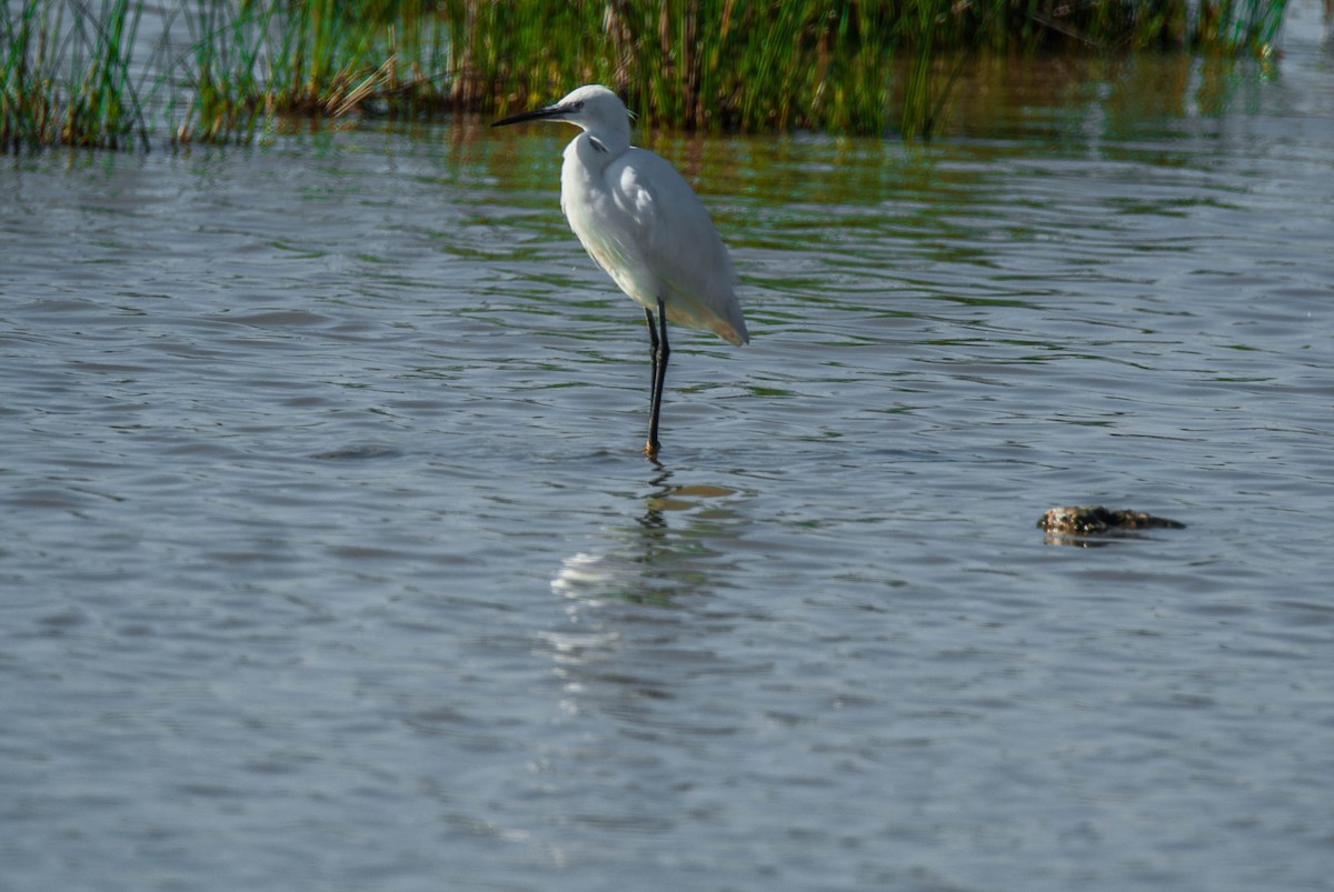 Little Egret - ML644795054