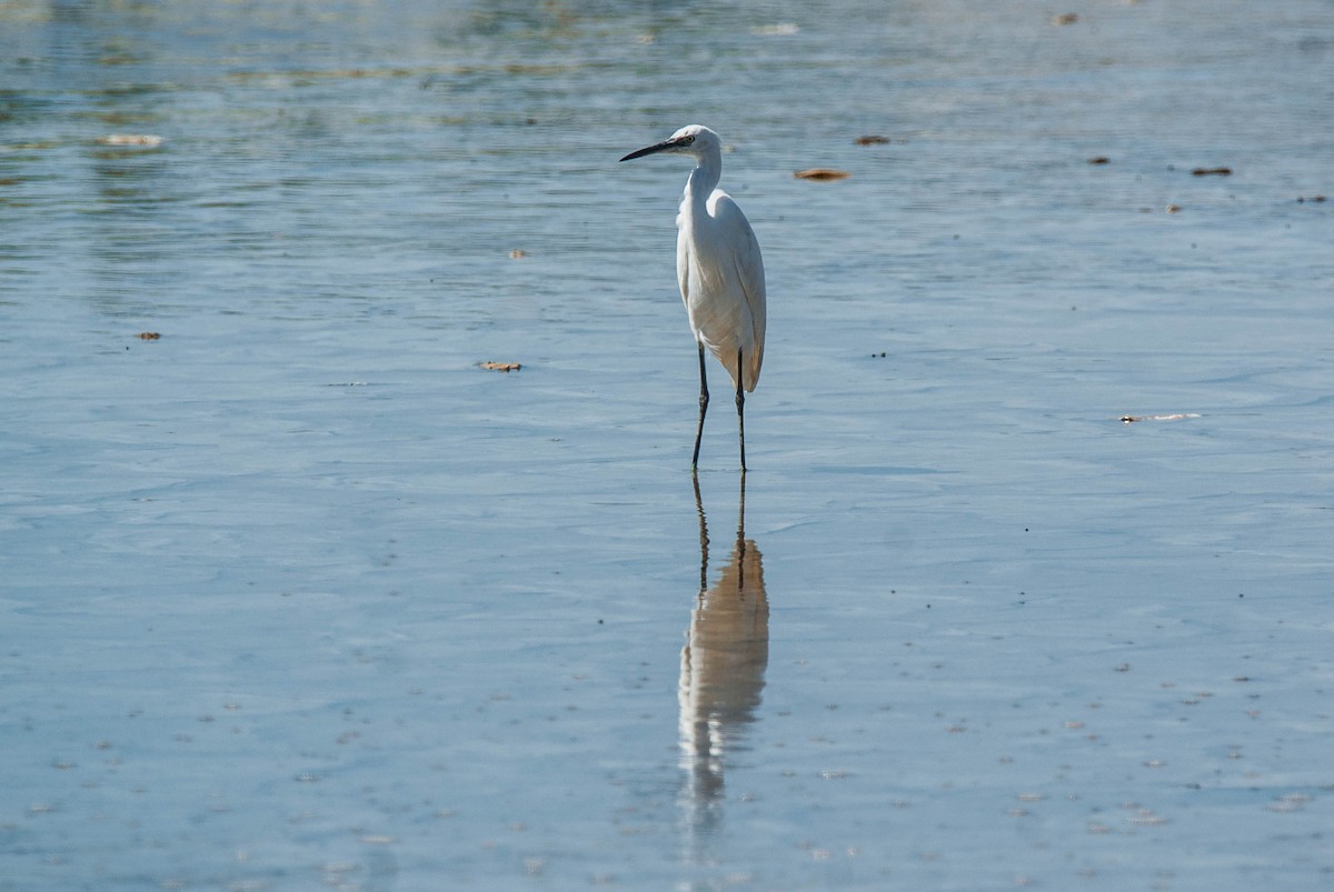 Little Egret - ML644795055