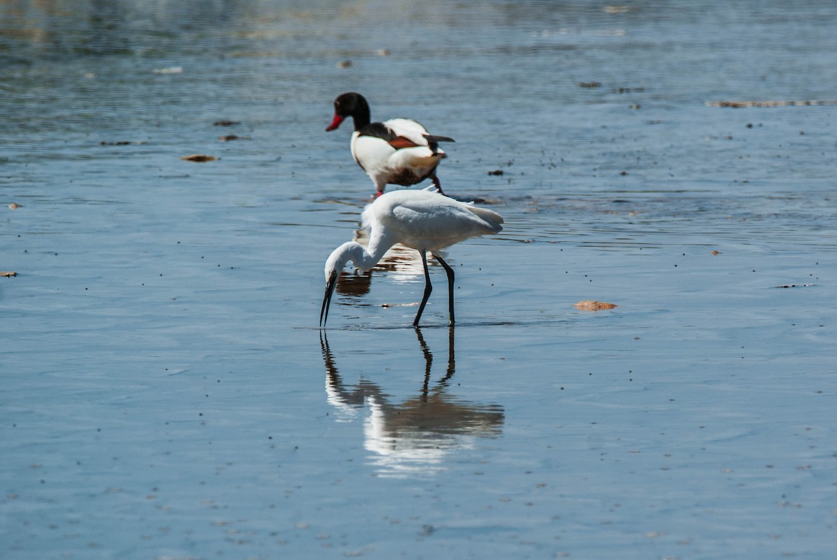 Little Egret - ML644795056