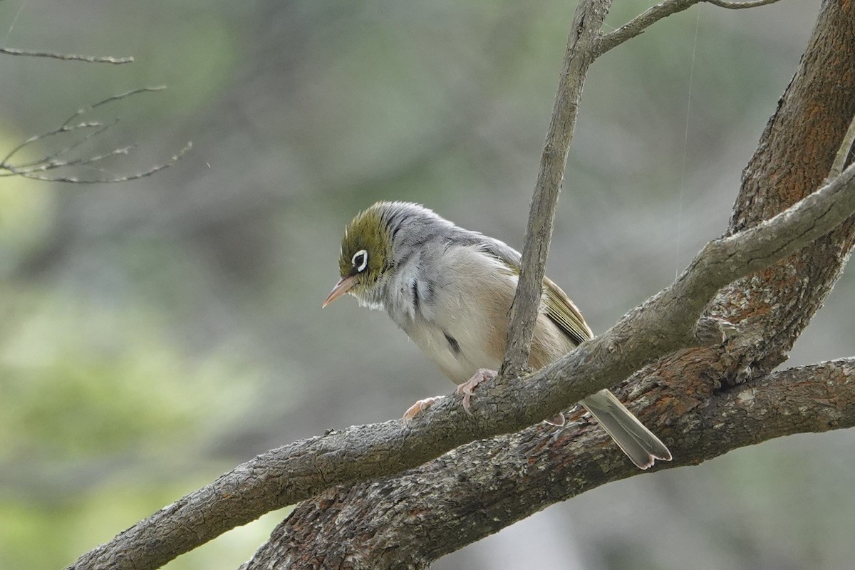 Silvereye - ML644795057