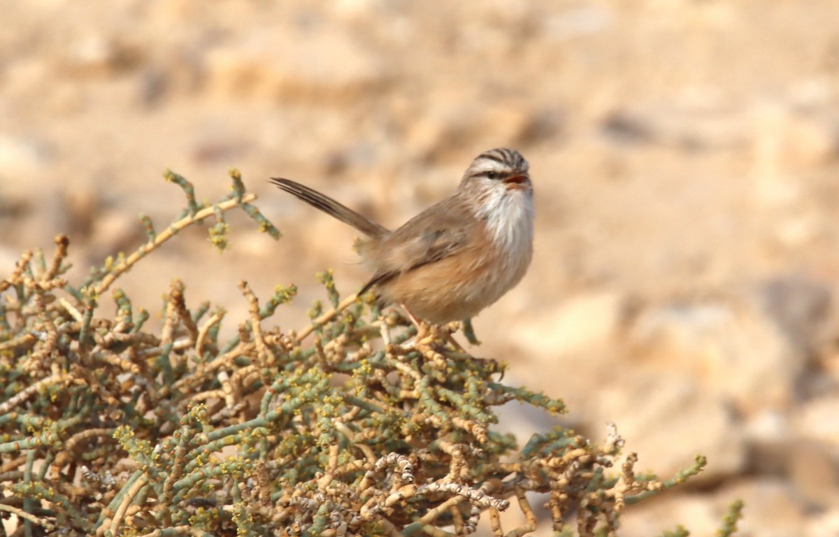 Scrub Warbler - ML644795058