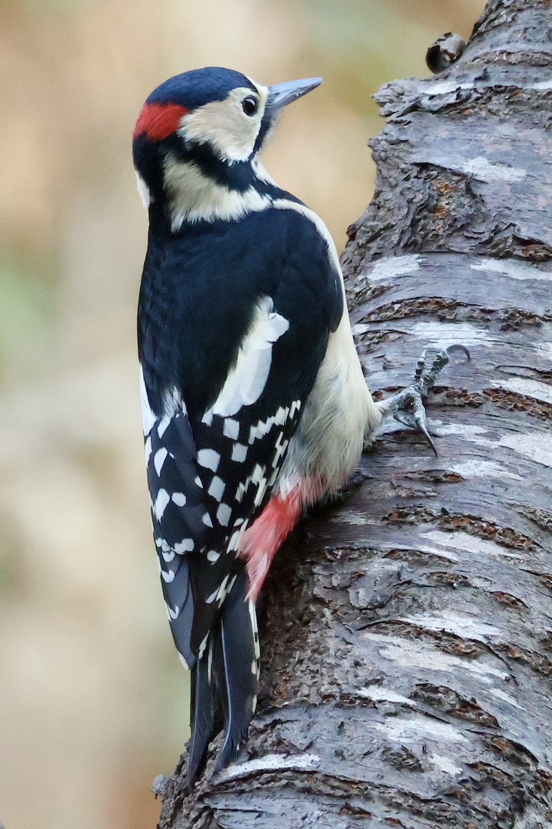 Great Spotted Woodpecker - ML644795059