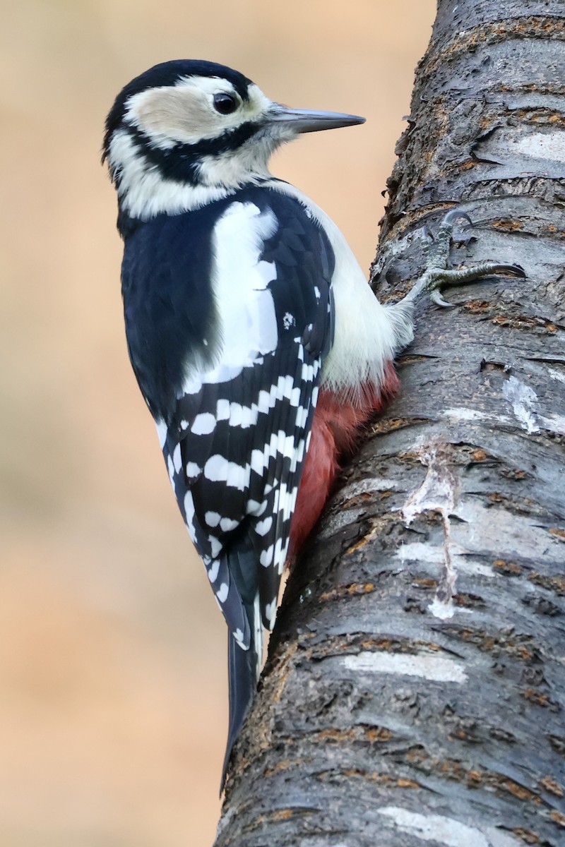 Great Spotted Woodpecker - ML644795060