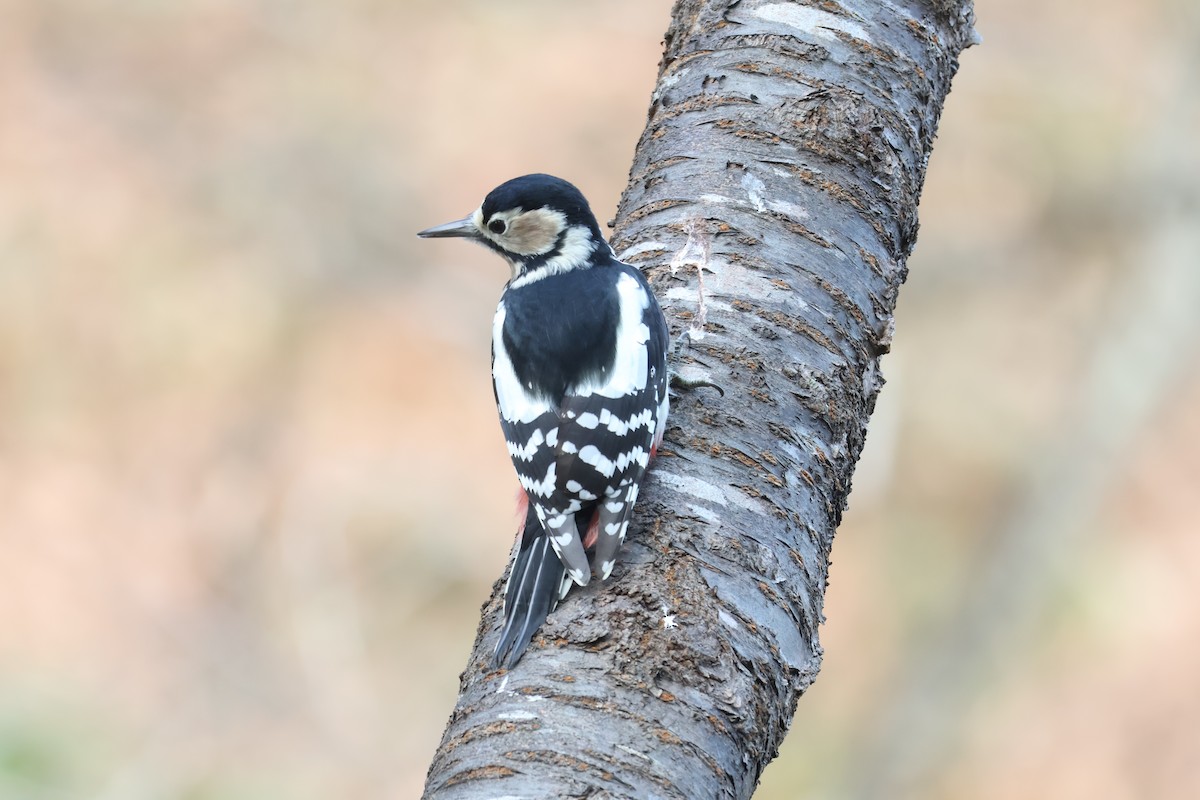 Great Spotted Woodpecker - ML644795061