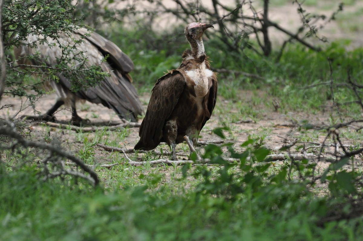 Hooded Vulture - ML644795062