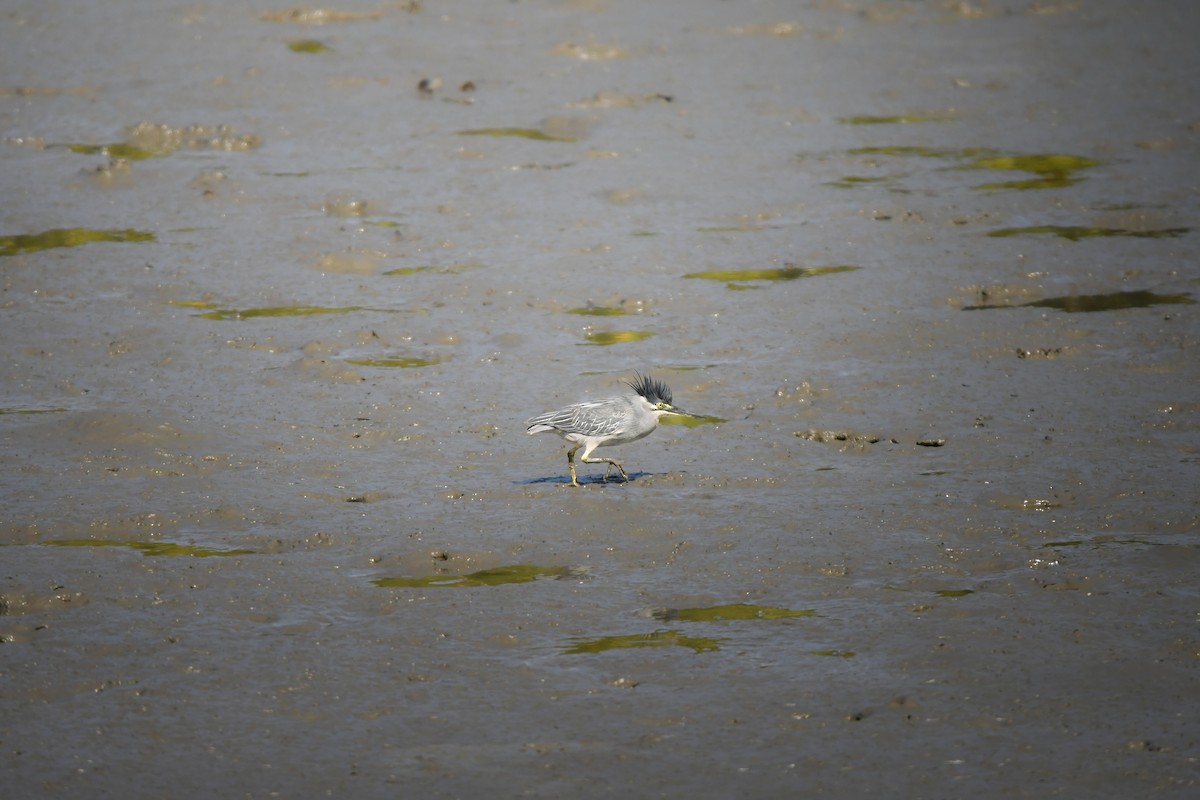 Little Heron - ML644795063