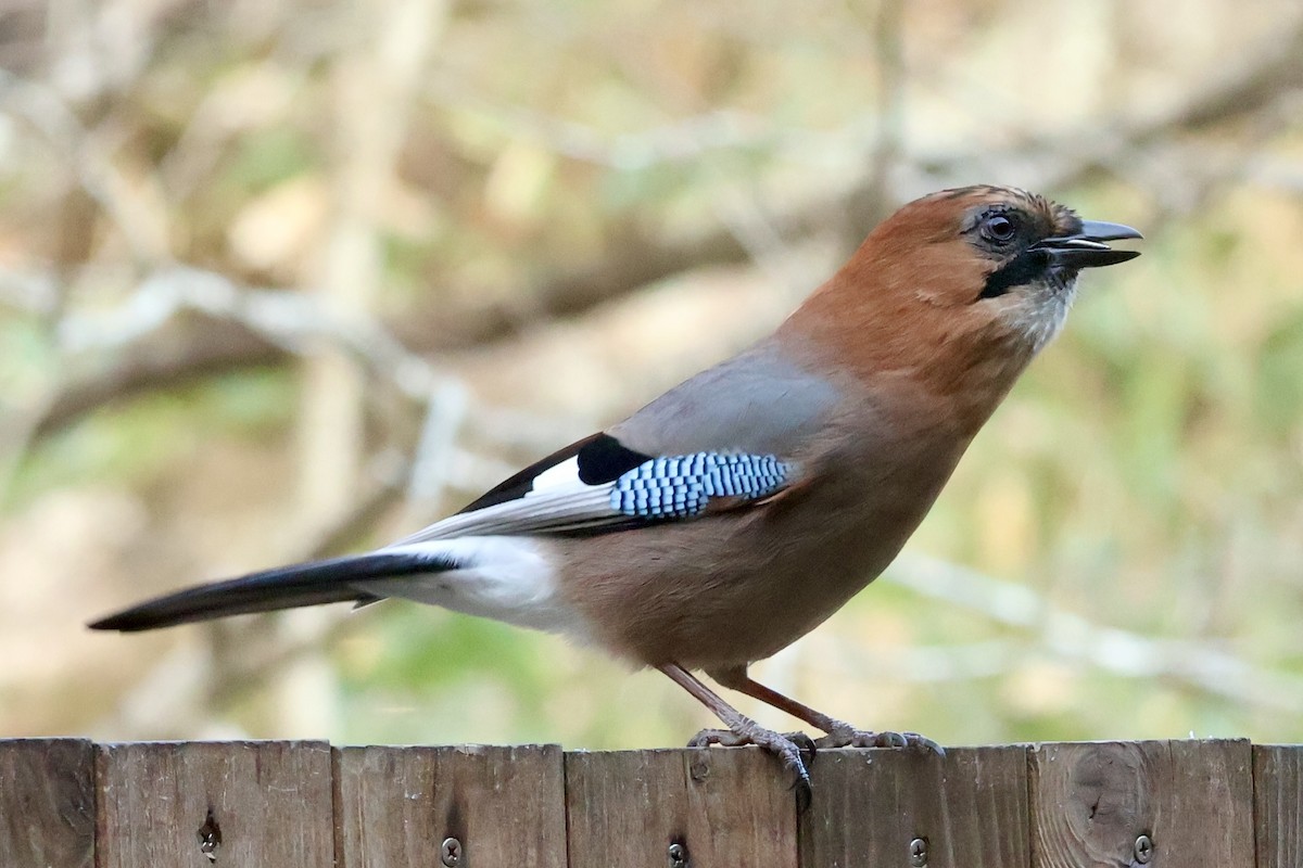 Eurasian Jay - ML644795067