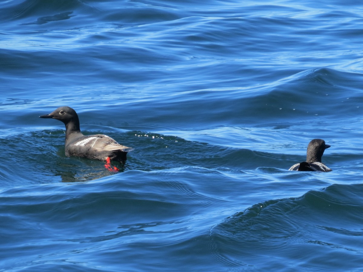 Pigeon Guillemot - ML644795068