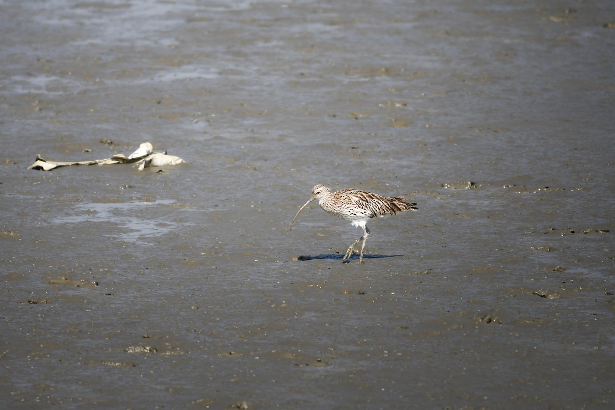 Eurasian Curlew - ML644795069