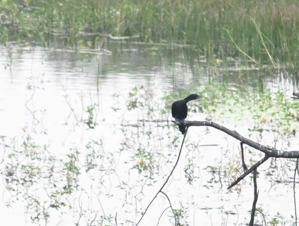 Little Cormorant - ML644795070