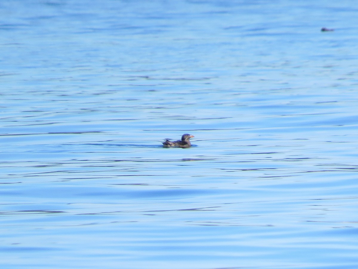 Rhinoceros Auklet - ML644795071