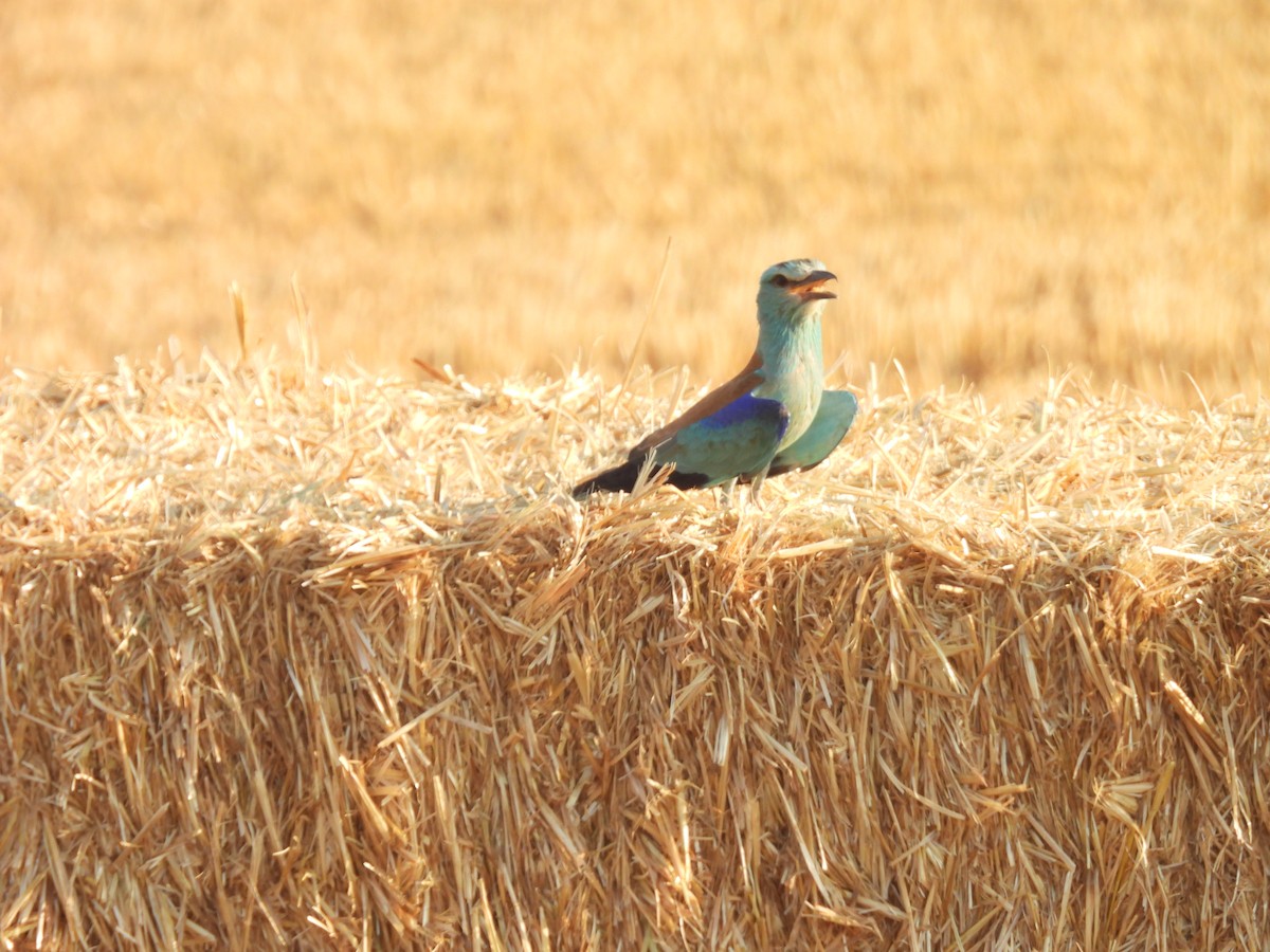 European Roller - ML644795072