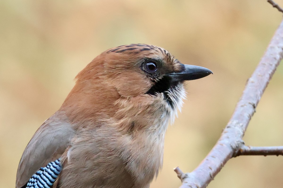 Eurasian Jay - ML644795073