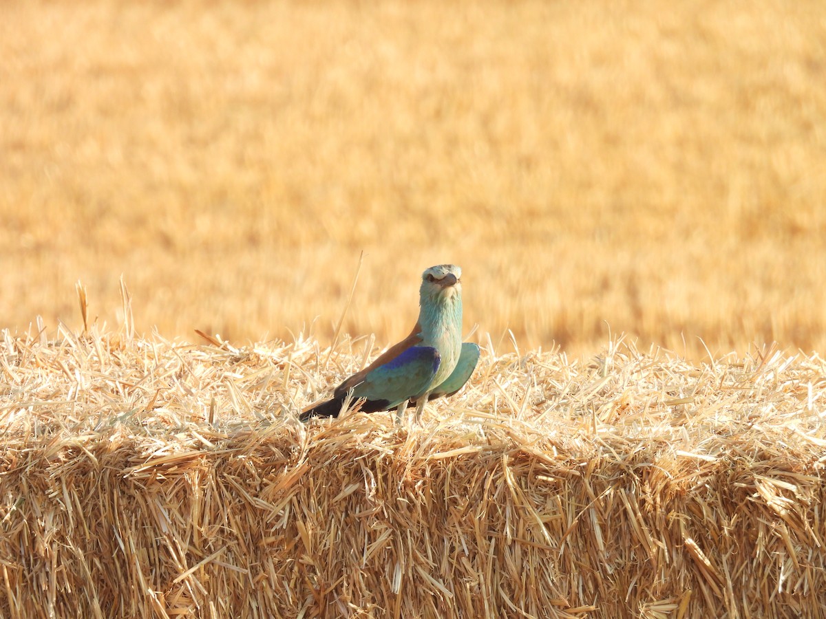 European Roller - ML644795074