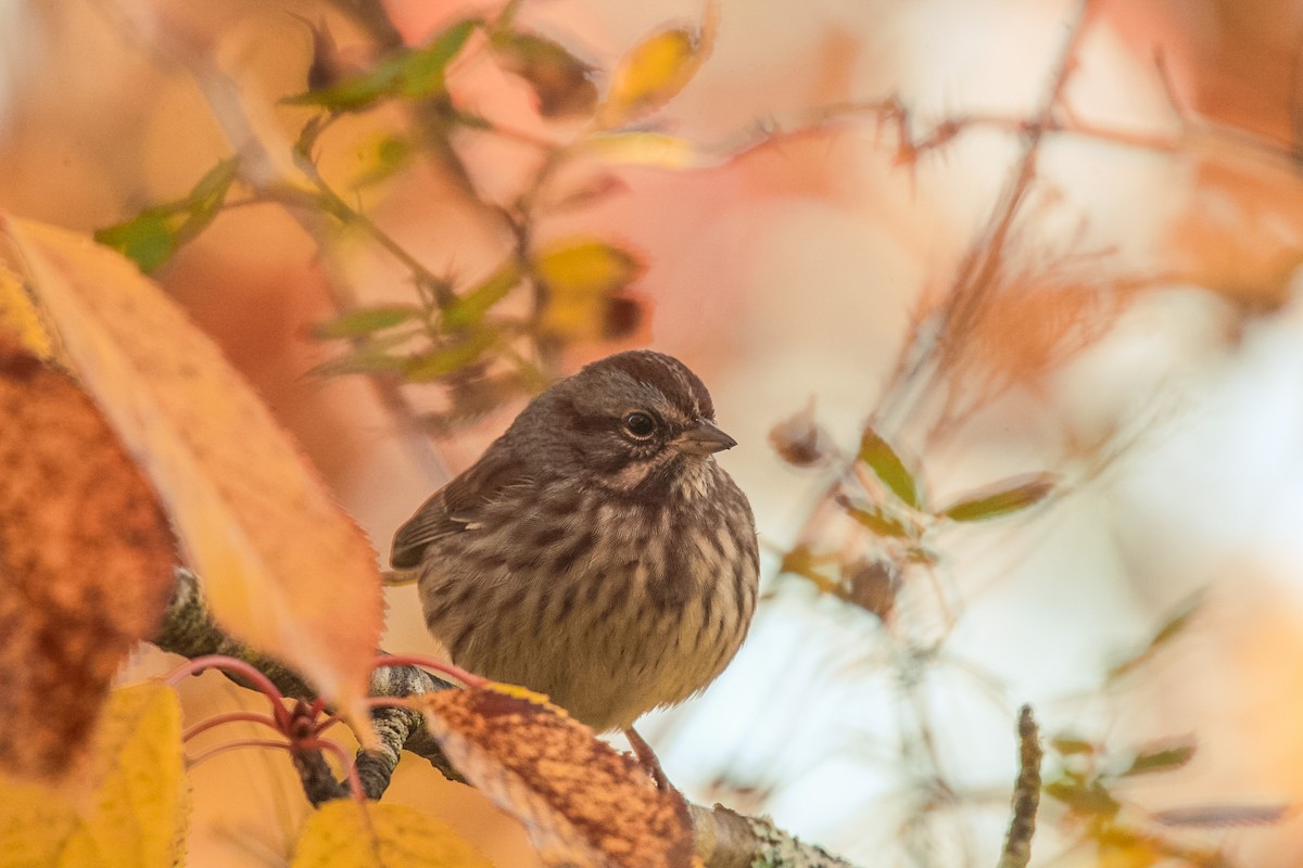 Song Sparrow - ML644795075