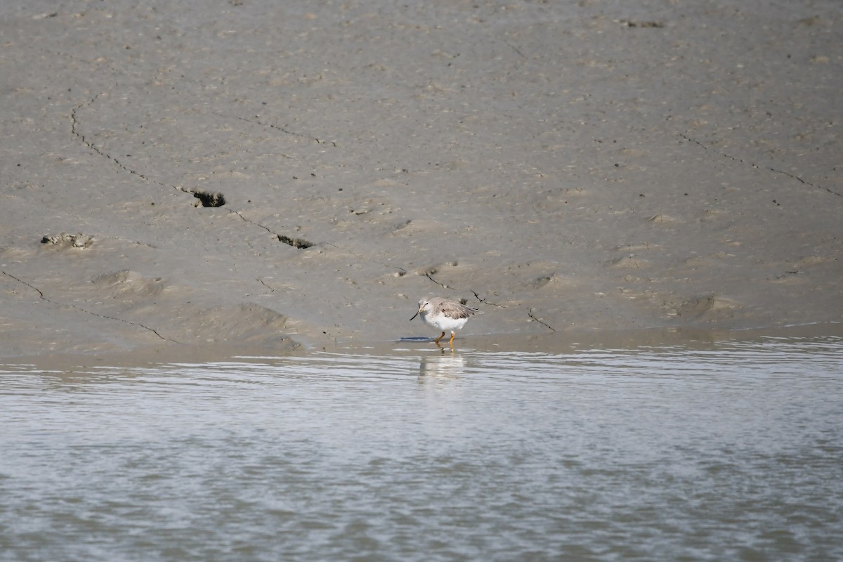 Terek Sandpiper - ML644795076