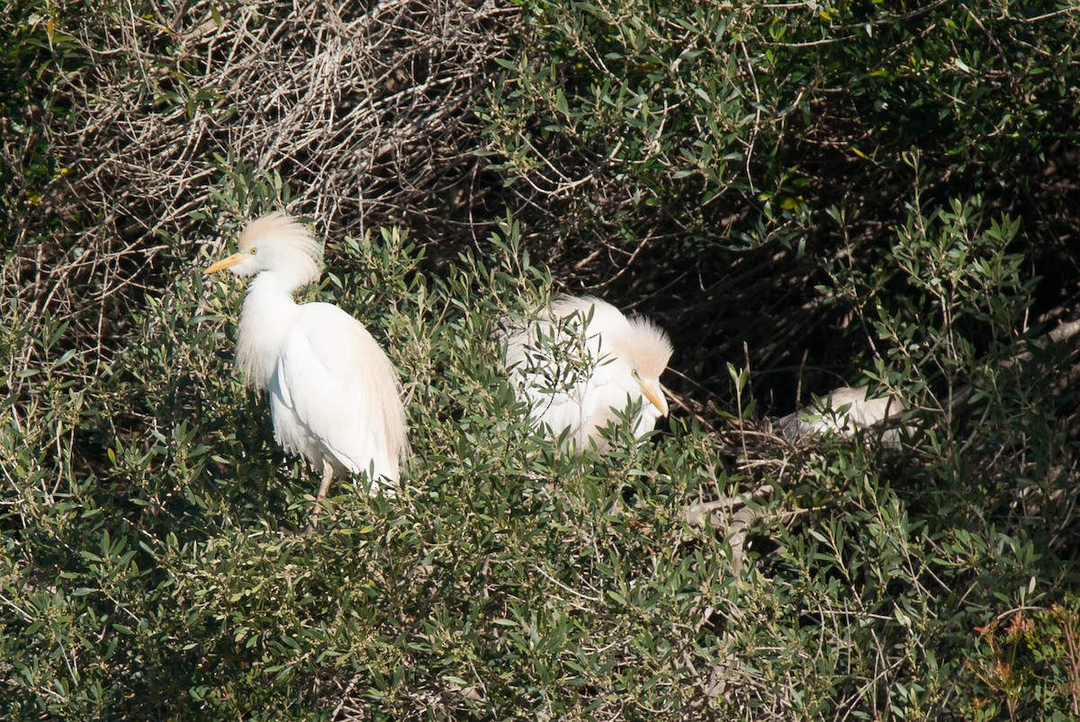 Western Cattle-Egret - ML644795080