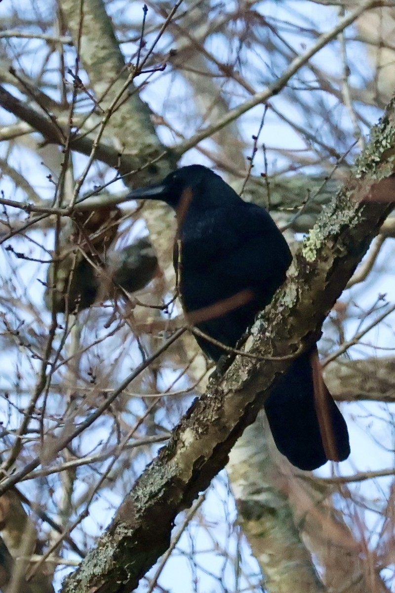 Corneja Negra - ML644795082