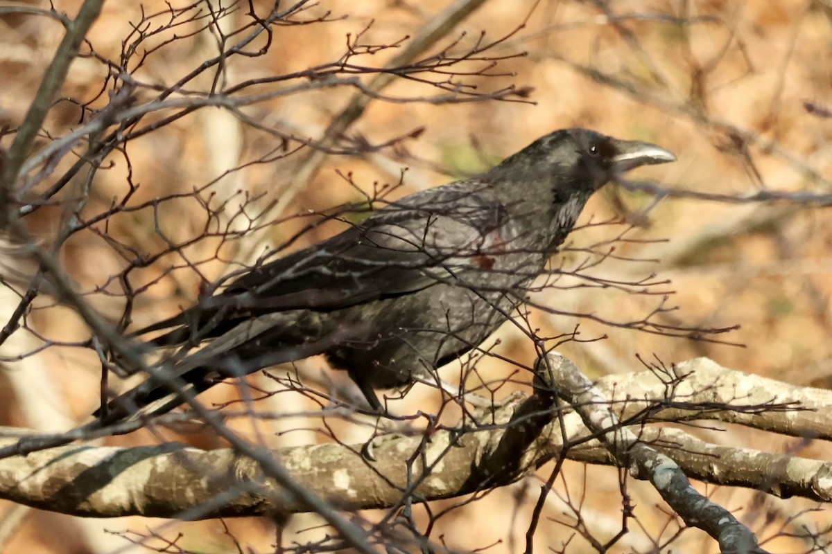 Corneja Negra - ML644795083