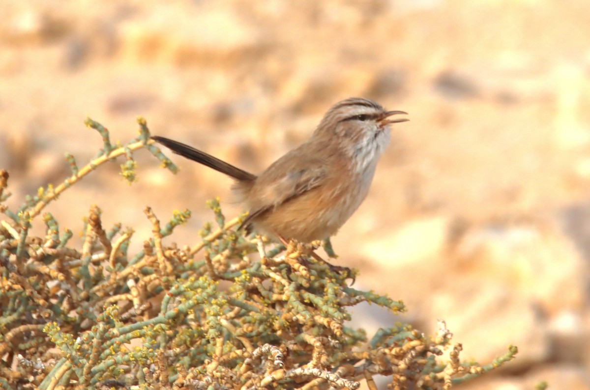 Scrub Warbler - ML644795085