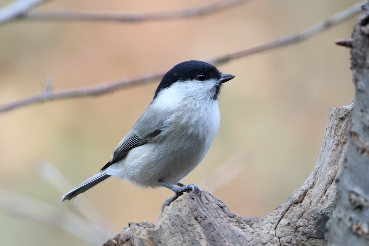 Carbonero Palustre - ML644795087