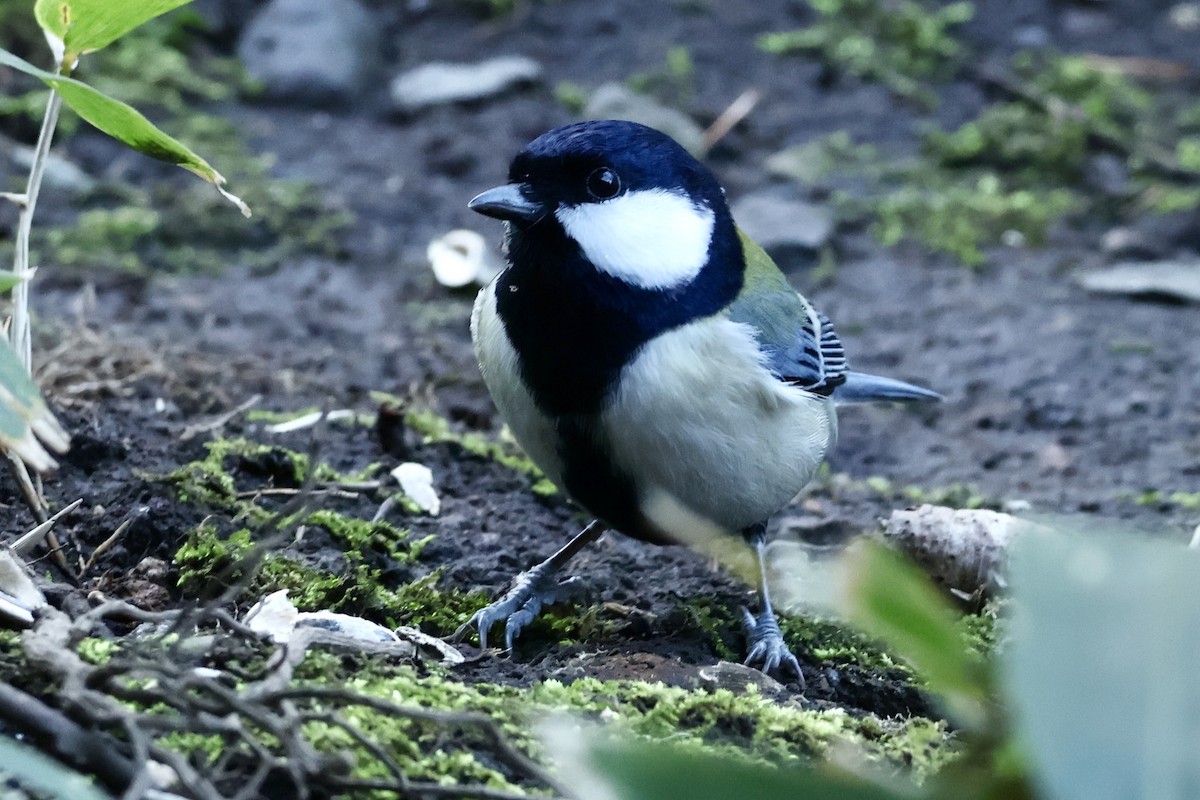 Carbonero Oriental - ML644795093