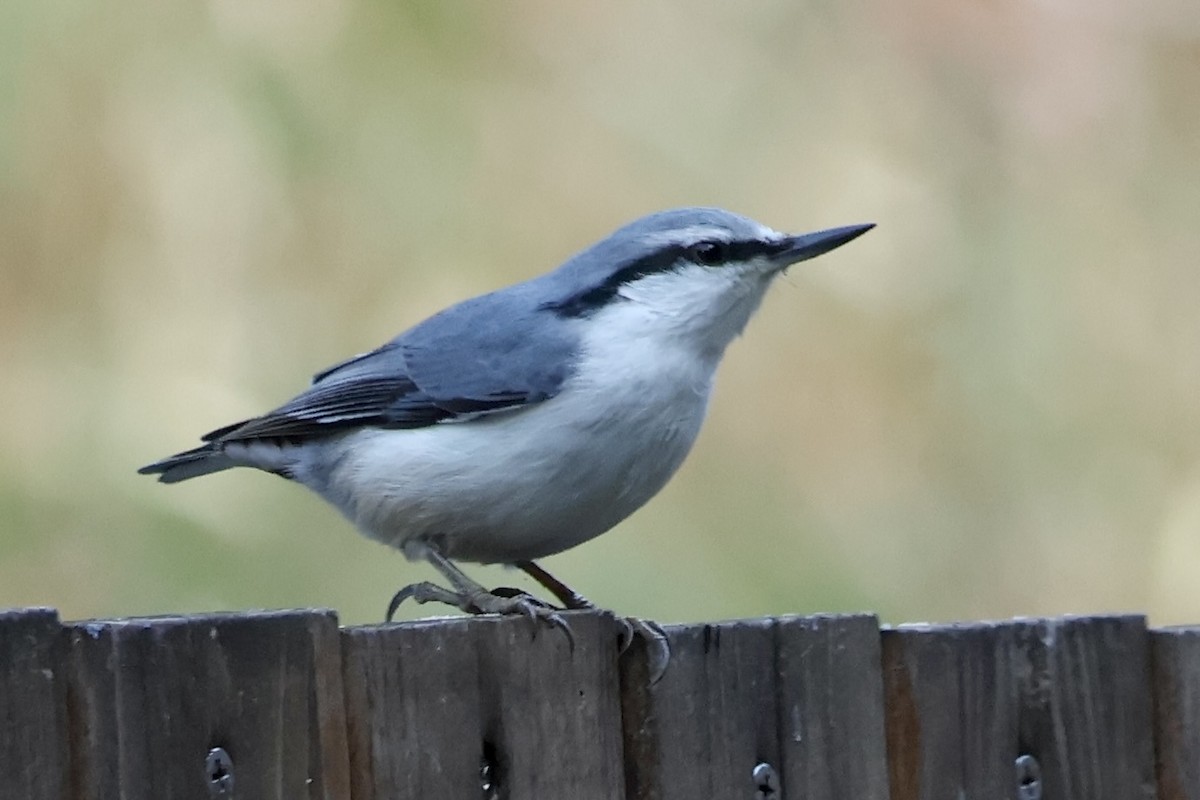 סיטה אירופית - ML644795096