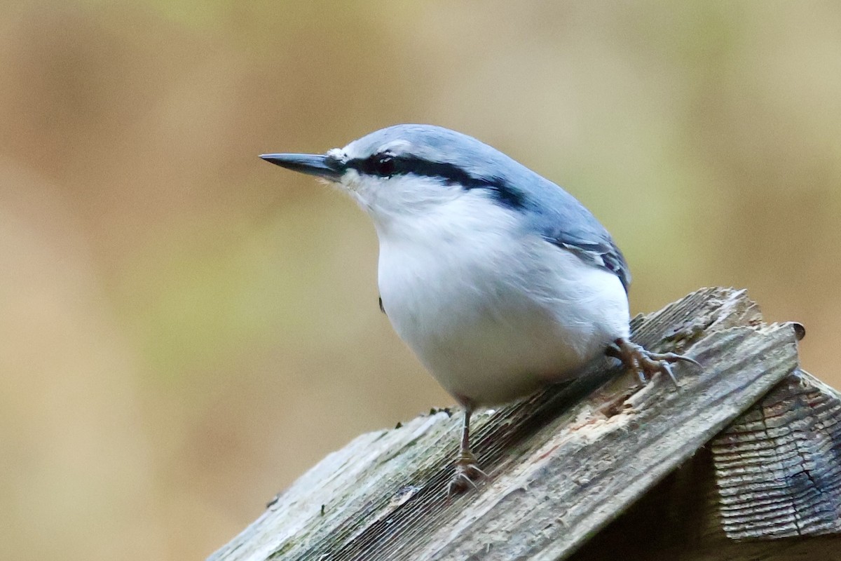 סיטה אירופית - ML644795097