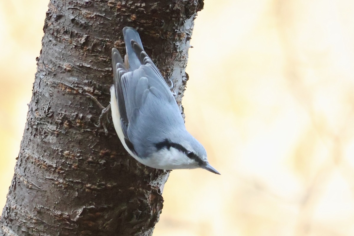 סיטה אירופית - ML644795098