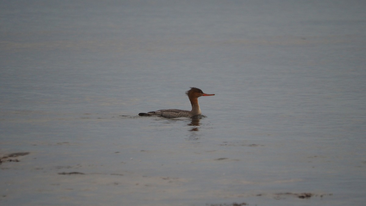 Tarakdiş - ML644795099