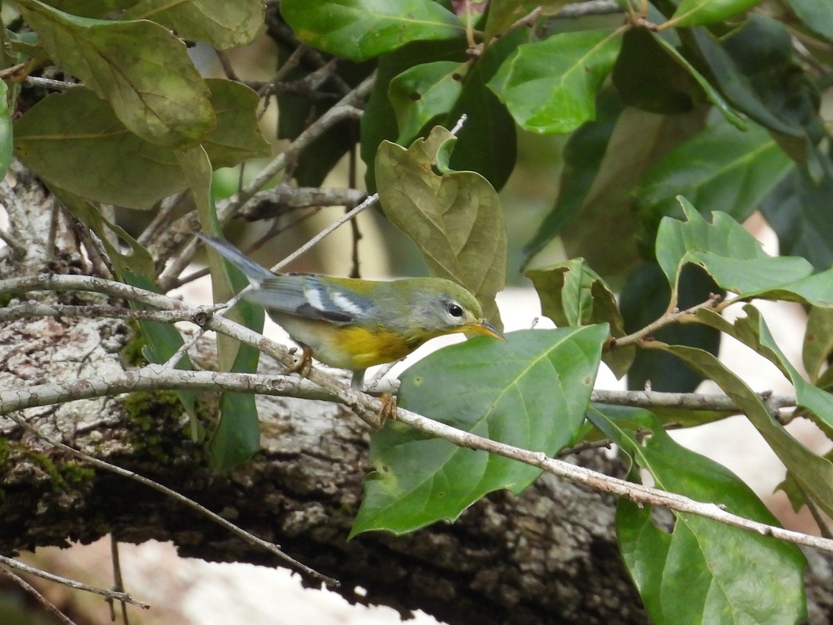 Northern Parula - ML644795101