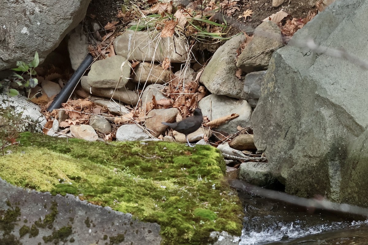 Mirlo Acuático Pardo - ML644795103