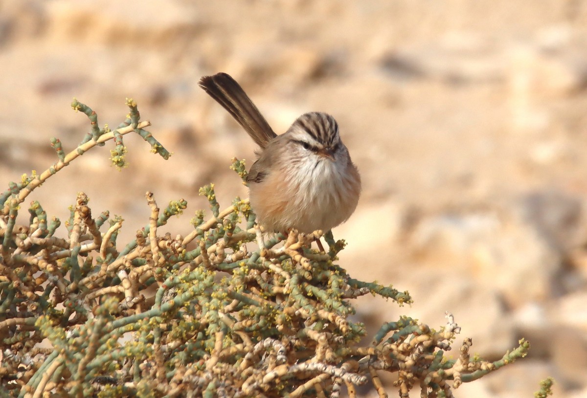 Scrub Warbler - ML644795104