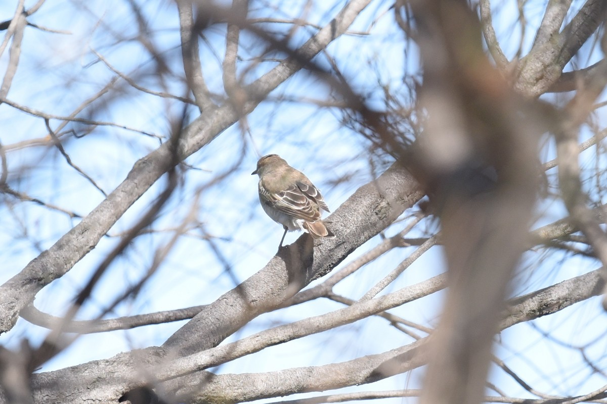 White-winged Triller - ML644795106